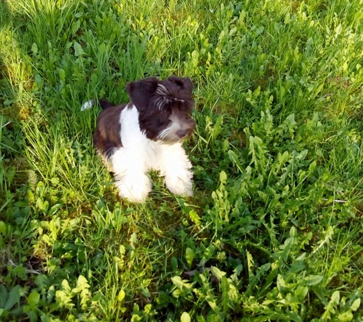 Züchter Schnauzer Pinscher Verein e.V.