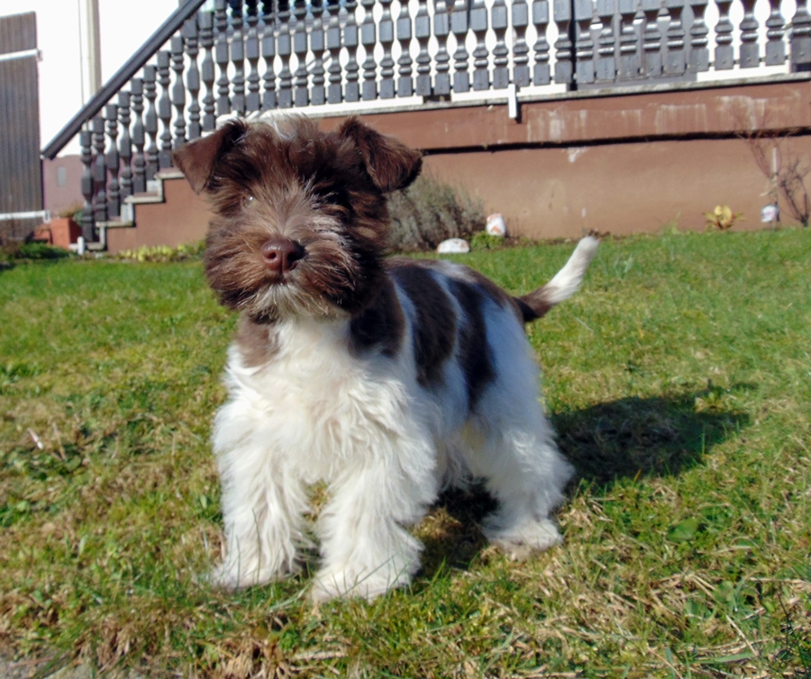 Züchter Schnauzer Pinscher Verein e.V.