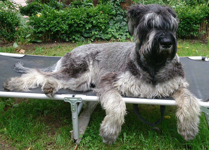 Züchter Schnauzer Pinscher Verein e.V.